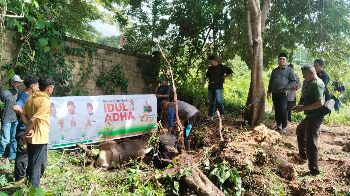Wakil Bupati Buton, Syarifudin Saafa, S.T., menghadiri langsung kegiatan penyembelihan hewan kurban yang diselenggarakan oleh Dewan Pengurus Daerah (DPD) Partai Keadilan Sejahtera (PKS) Kabupaten Buton di Pasarwajo, Kamis, 28/05/2026. (Foto: La Ampi - Takawa ID)